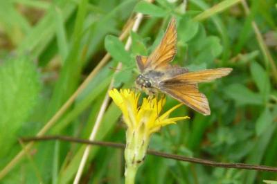 <i>Thymelicus sylvestris</i>