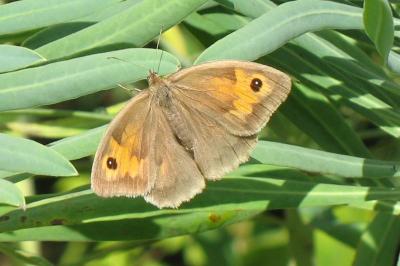 <i>Maniola jurtina</i>