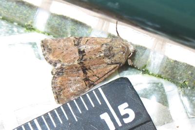 <i>Mesoligia furuncula</i>