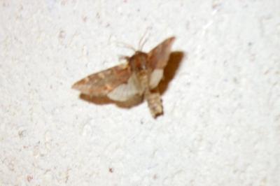 <i>Notodonta dromedarius</i>