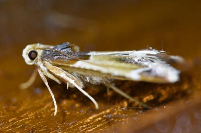 <i>Pyralis farinalis</i>