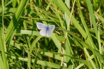 <i>Polyommatus icarus</i>