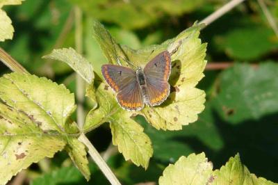 <i>Aricia agestis</i>