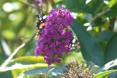 <i>Vanessa atalanta</i>