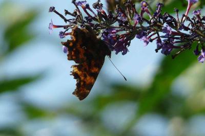 <i>Polygonia c-album</i>