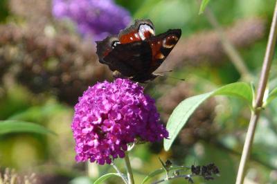 <i>Aglais io</i>
