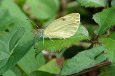 <i>Pieris rapae</i>