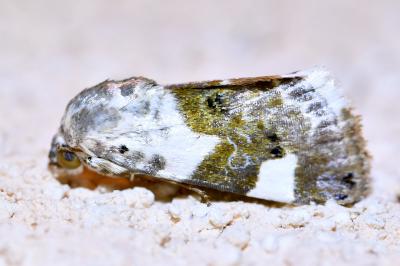 <i>Acontia lucida</i>