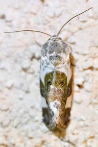 <i>Acontia lucida</i>