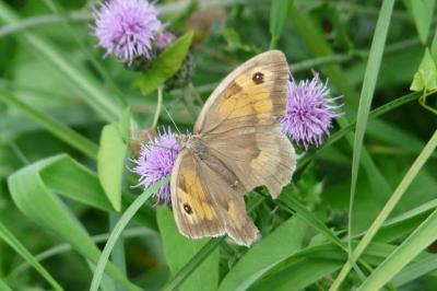 <i>Maniola jurtina</i>