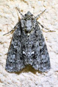 <i>Acronicta rumicis</i>