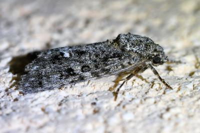 <i>Acronicta rumicis</i>