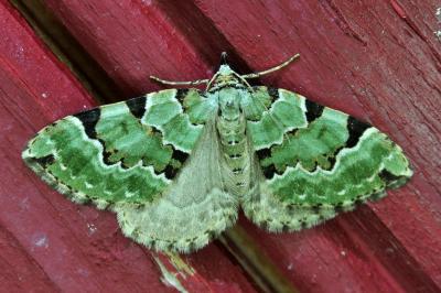 <i>Colostygia pectinataria</i>