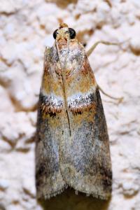 <i>Acrobasis tumidana</i>