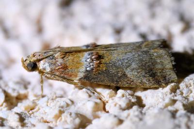 <i>Acrobasis tumidana</i>