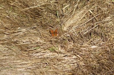 <i>Polygonia c-album</i>