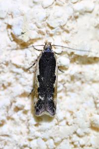 <i>Cosmardia moritzella</i>