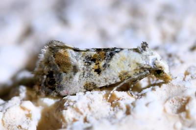 <i>Cochylis hybridella</i>