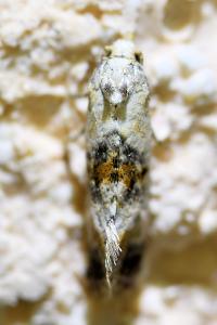 <i>Cochylis hybridella</i>