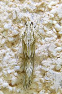 <i>Cynaeda dentalis</i>