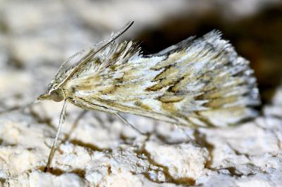<i>Cynaeda dentalis</i>