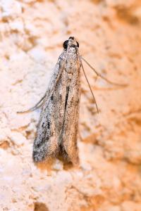 <i>Phycitodes</i>