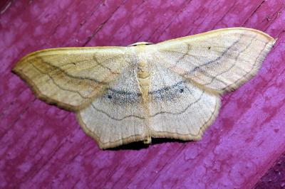 <i>Scopula imitaria</i>