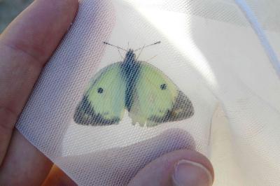 <i>Colias alfacariensis</i>