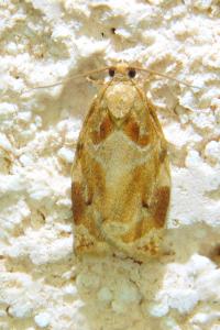 <i>Archips xylosteana</i>