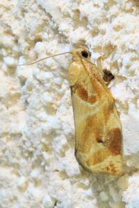 <i>Archips xylosteana</i>