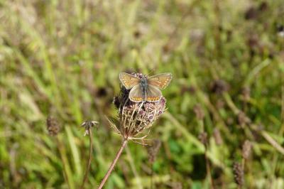 <i>Aricia agestis</i>
