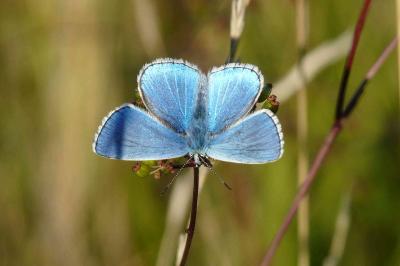 <i>Lysandra bellargus</i>