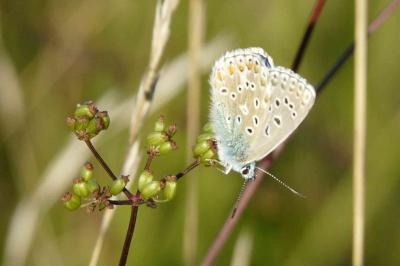 <i>Lysandra bellargus</i>