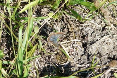 <i>Lysandra bellargus</i>