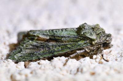 <i>Dryobotodes eremita</i>