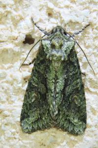 <i>Dryobotodes eremita</i>
