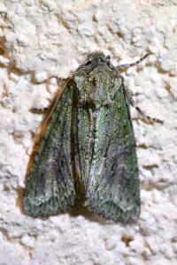 <i>Dryobotodes eremita</i>