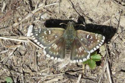 <i>Pyrgus malvae</i>