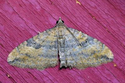 <i>Nycterosea obstipata</i>