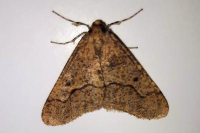 <i>Erannis defoliaria</i>