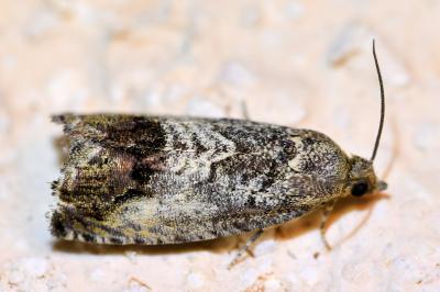 <i>Cydia splendana</i>