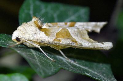 <i>Phlogophora meticulosa</i>