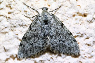 <i>Tephronia sepiaria</i>