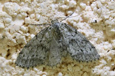 <i>Tephronia sepiaria</i>