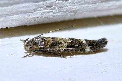 <i>Mompha</i>