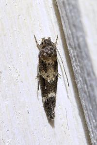 <i>Mompha</i>