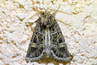 <i>Leucochlaena oditis</i>