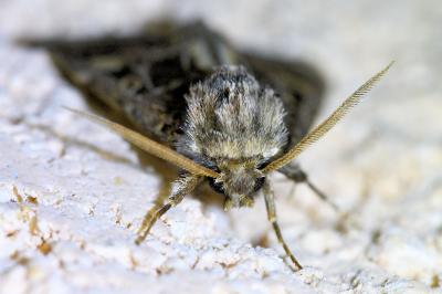 <i>Leucochlaena oditis</i>