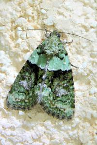 <i>Cryphia algae</i>