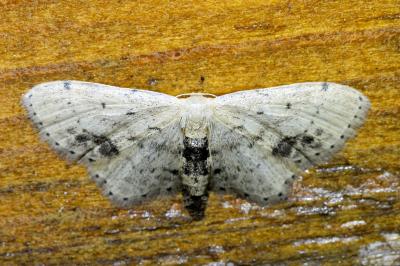 <i>Idaea dimidiata</i>